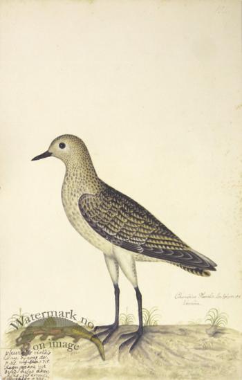 192 Swedish Birds . Charadrius Pluvialis, European Golden Plove